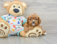 7 week old Cavapoo Puppy For Sale - Simply Southern Pups