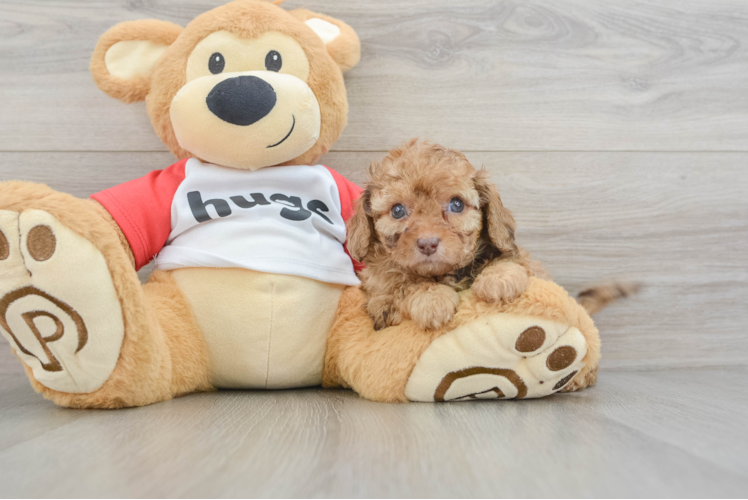 Little Cavipoo Poodle Mix Puppy