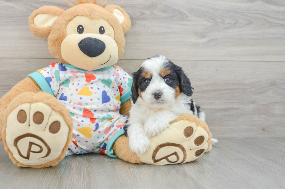 5 week old Cavapoo Puppy For Sale - Simply Southern Pups