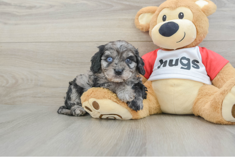 Fluffy Cavapoo Poodle Mix Pup