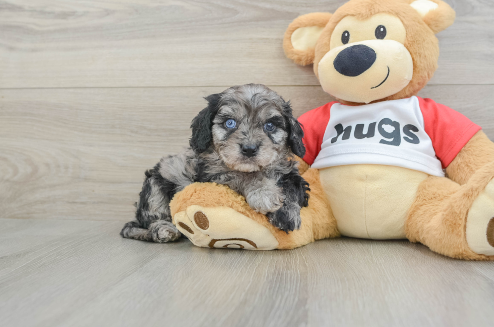 8 week old Cavapoo Puppy For Sale - Simply Southern Pups