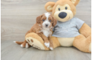 Cavapoo Puppy for Adoption