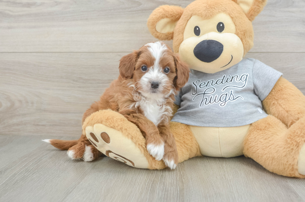 5 week old Cavapoo Puppy For Sale - Simply Southern Pups