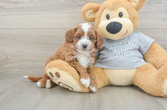 Cavapoo Puppy for Adoption