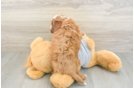 Best Cavapoo Baby