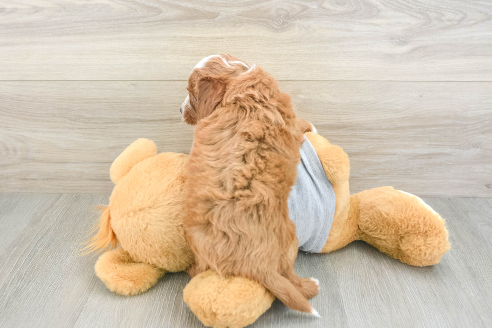 Best Cavapoo Baby