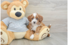 Cavapoo Pup Being Cute