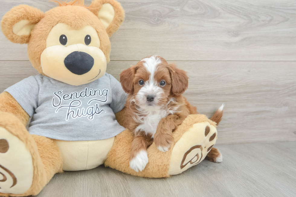 Cavapoo Pup Being Cute