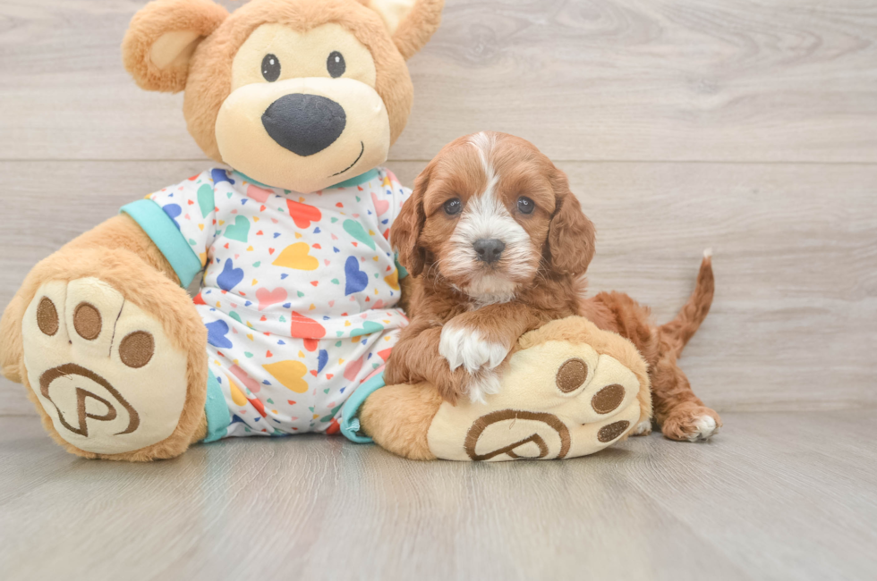 6 week old Cavapoo Puppy For Sale - Simply Southern Pups