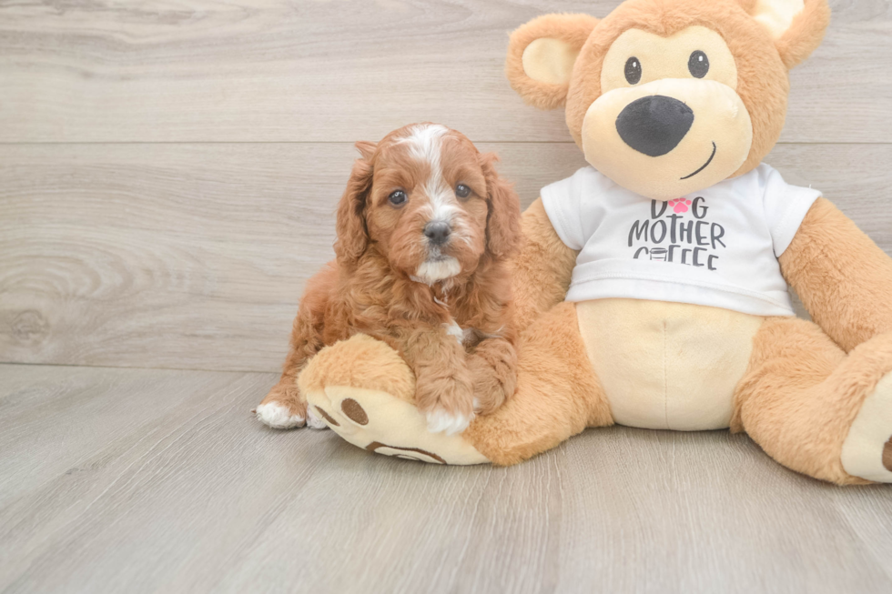 Meet Epic - our Cavapoo Puppy Photo  2/3 - Simply Southern Pups Smart Cavapoo Poodle Mix Pup