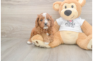 Meet Epic - our Cavapoo Puppy Photo  2/3 - Simply Southern Pups Smart Cavapoo Poodle Mix Pup