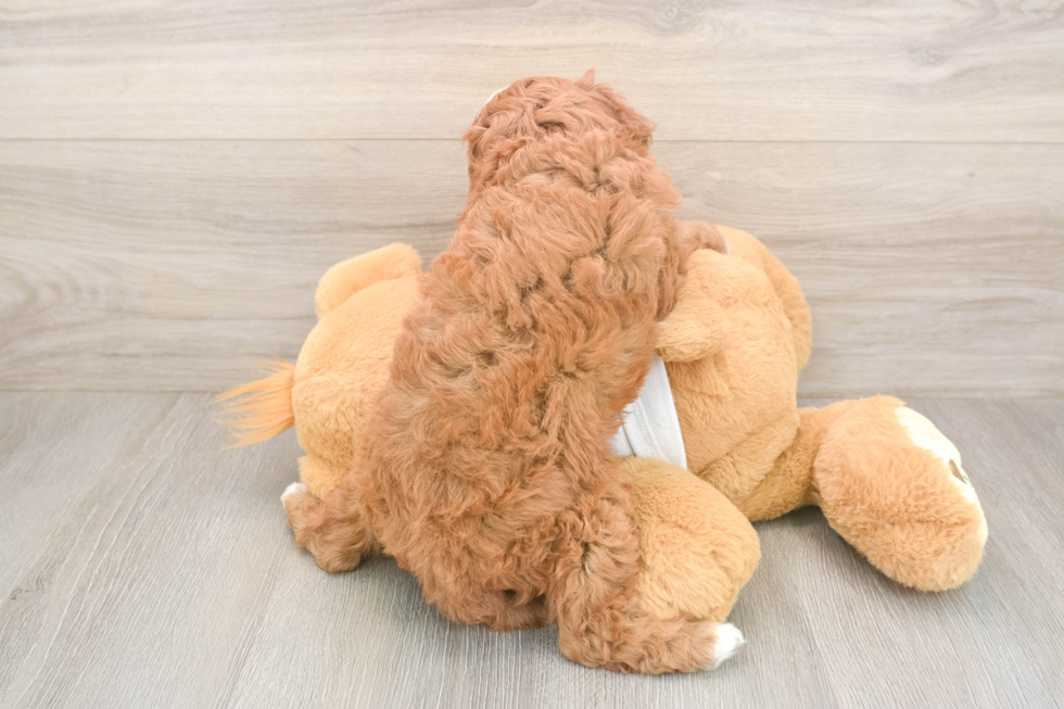 Meet Epic - our Cavapoo Puppy Photo  3/3 - Simply Southern Pups Cavapoo Puppy for Adoption