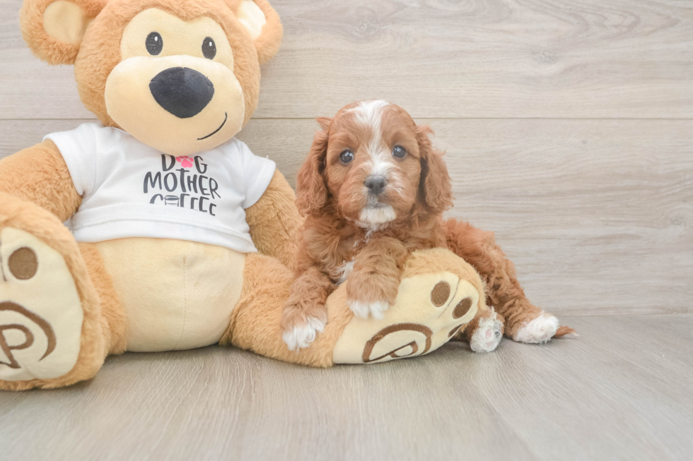 Meet Epic - our Cavapoo Puppy Photo  1/3 - Simply Southern Pups Best Cavapoo Baby