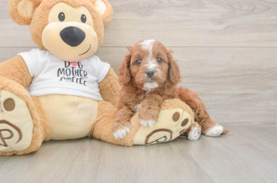 6 week old Cavapoo Puppy For Sale - Simply Southern Pups Best Cavapoo Baby