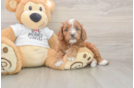 Meet Epic - our Cavapoo Puppy Photo  1/3 - Simply Southern Pups Best Cavapoo Baby