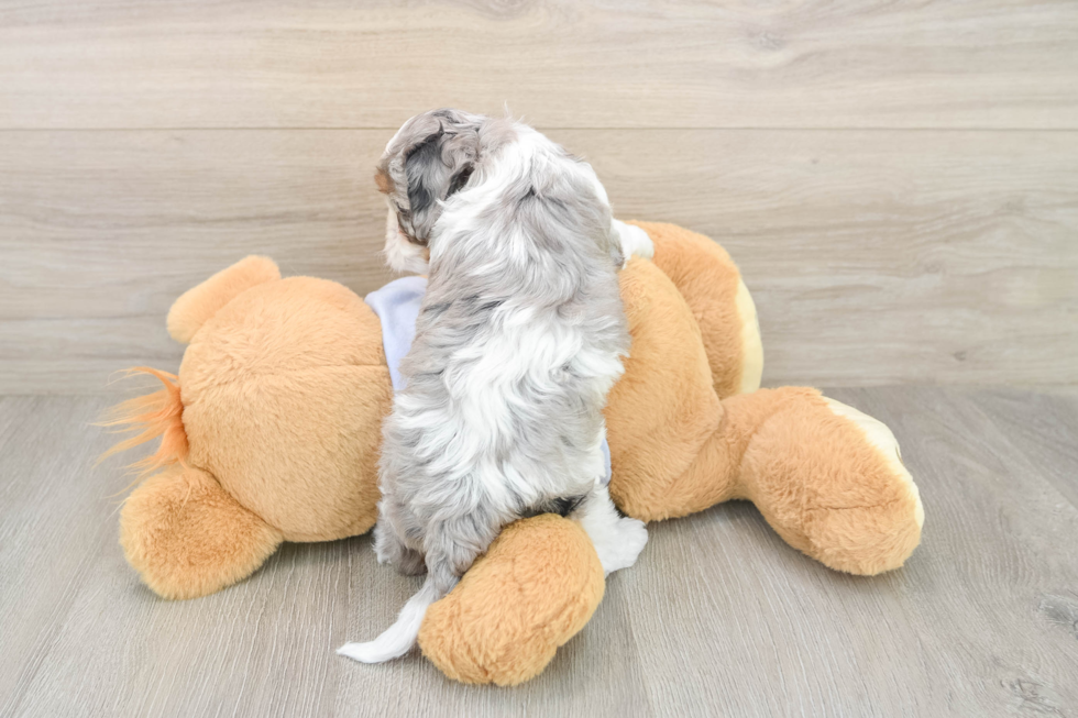 Energetic Cavoodle Poodle Mix Puppy