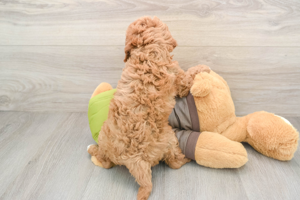 Playful Cavapoodle Poodle Mix Puppy