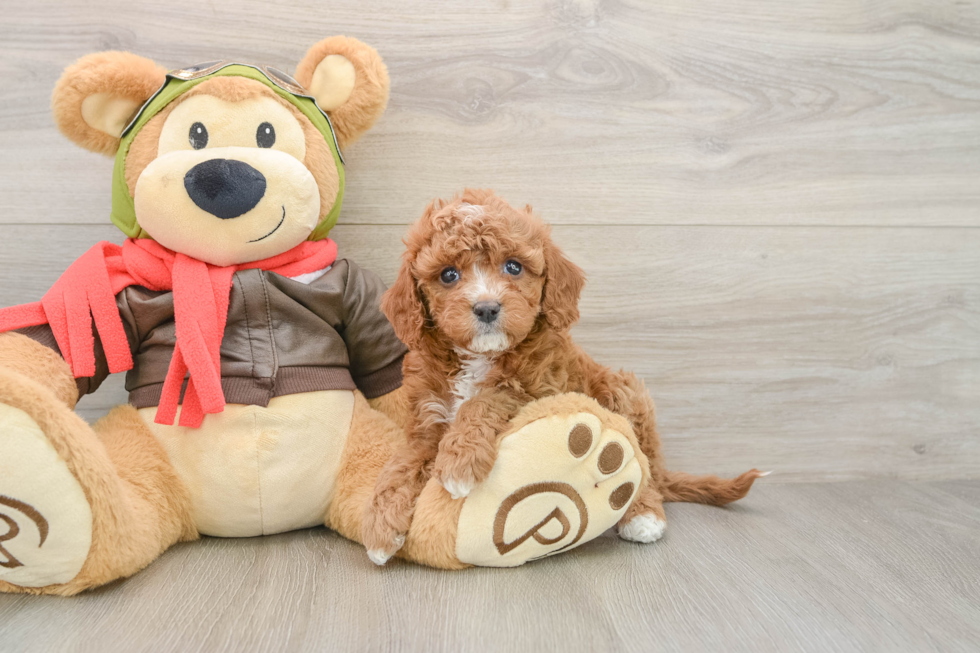 Funny Cavapoo Poodle Mix Pup