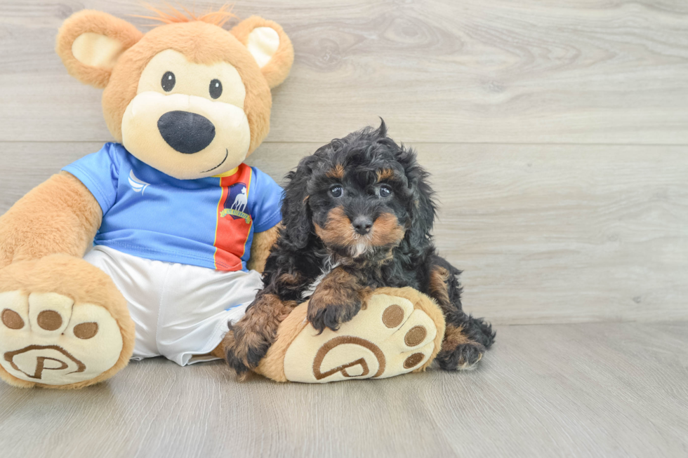 Cavapoo Pup Being Cute