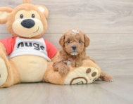8 week old Cavapoo Puppy For Sale - Simply Southern Pups