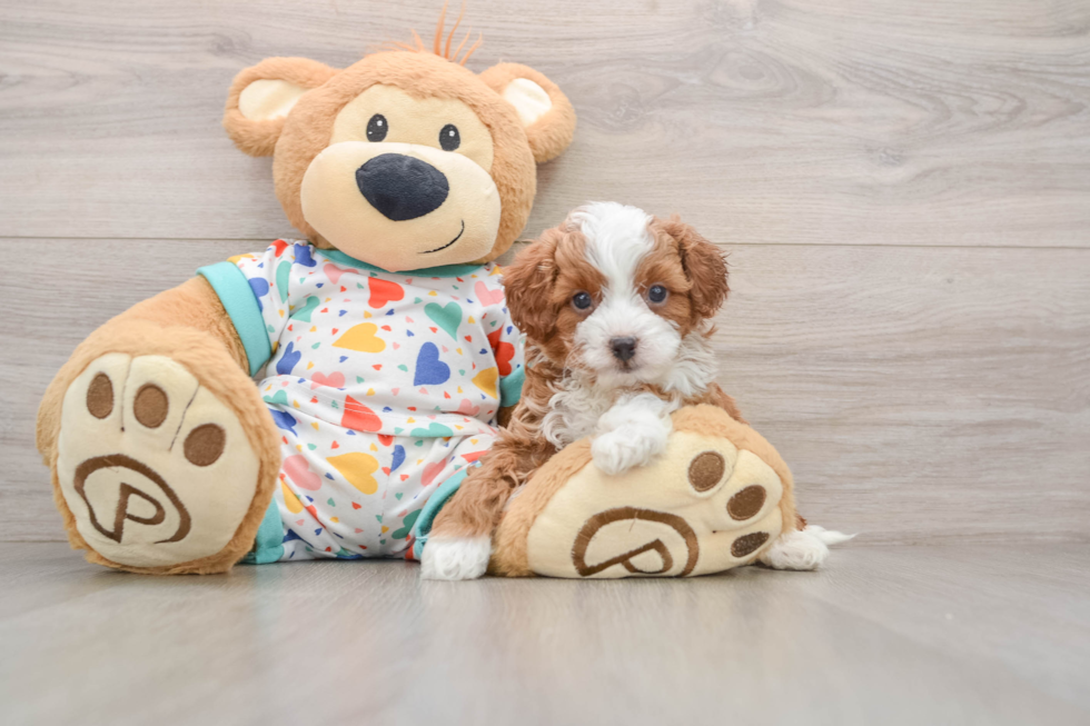Cavapoo Pup Being Cute