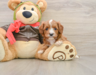 6 week old Cavapoo Puppy For Sale - Simply Southern Pups