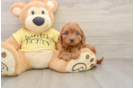 Smart Cavapoo Poodle Mix Pup