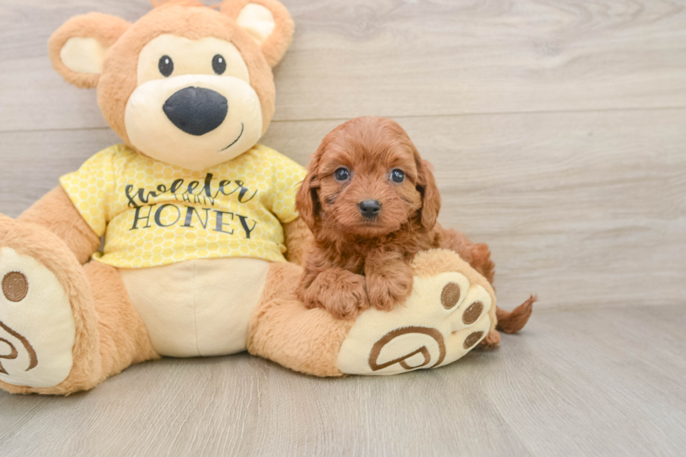Smart Cavapoo Poodle Mix Pup