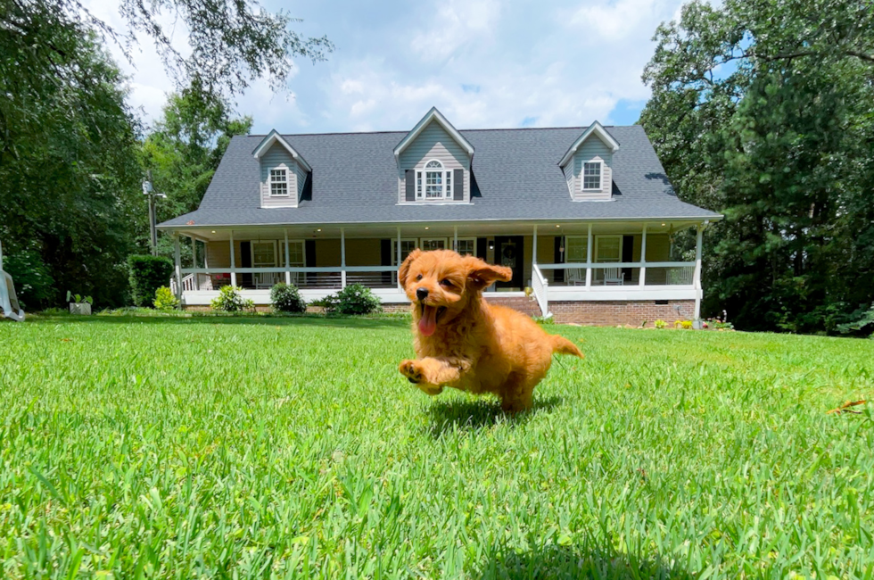 11 week old Cavapoo Puppy For Sale - Simply Southern Pups