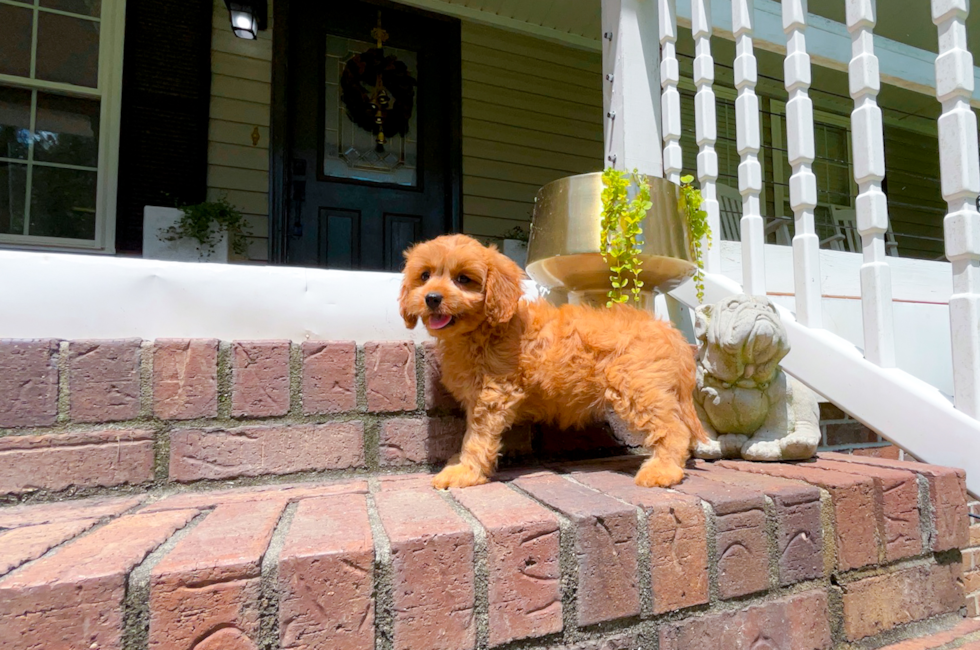 10 week old Cavapoo Puppy For Sale - Simply Southern Pups
