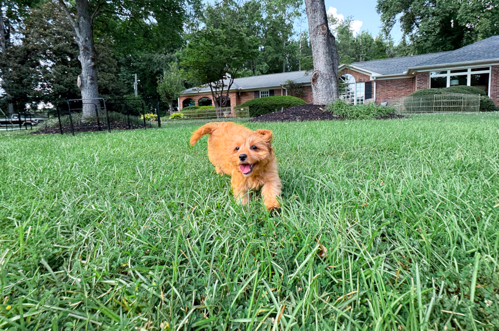 10 week old Cavapoo Puppy For Sale - Simply Southern Pups