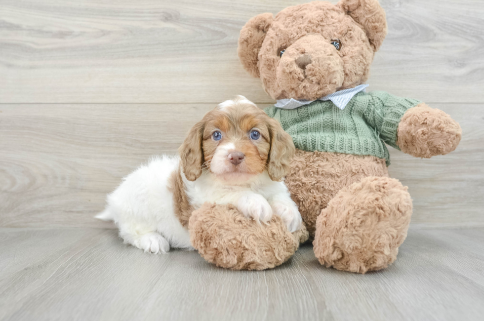 7 week old Cavapoo Puppy For Sale - Simply Southern Pups