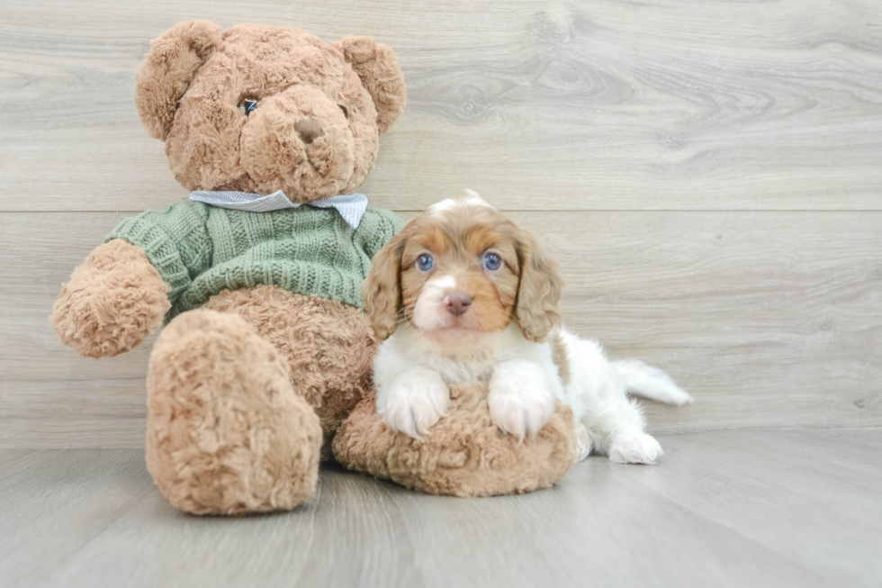 Funny Cavapoo Poodle Mix Pup