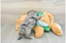 Fluffy Cavapoo Poodle Mix Pup