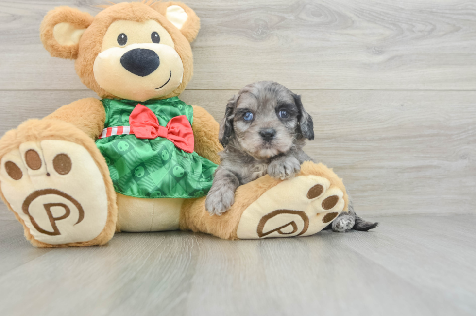 6 week old Cavapoo Puppy For Sale - Simply Southern Pups