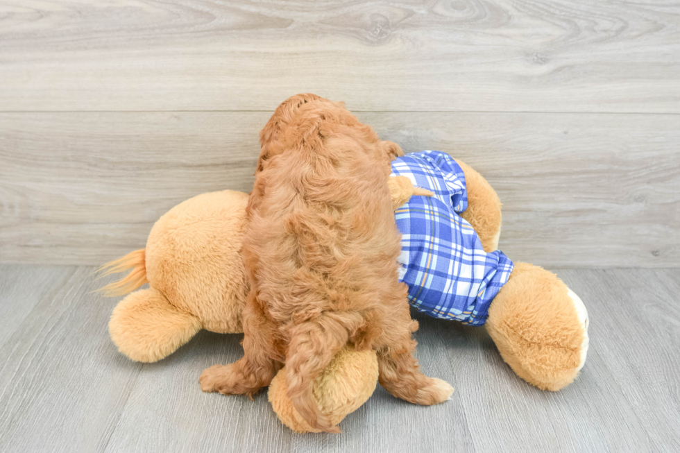 Playful Cavapoodle Poodle Mix Puppy