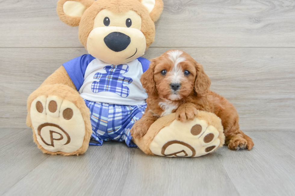 6 week old Cavapoo Puppy For Sale - Simply Southern Pups