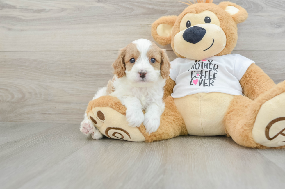 5 week old Cavapoo Puppy For Sale - Simply Southern Pups