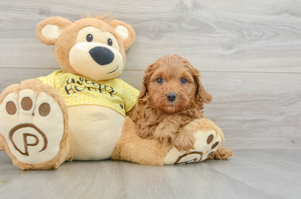 7 week old Cavapoo Puppy For Sale - Simply Southern Pups