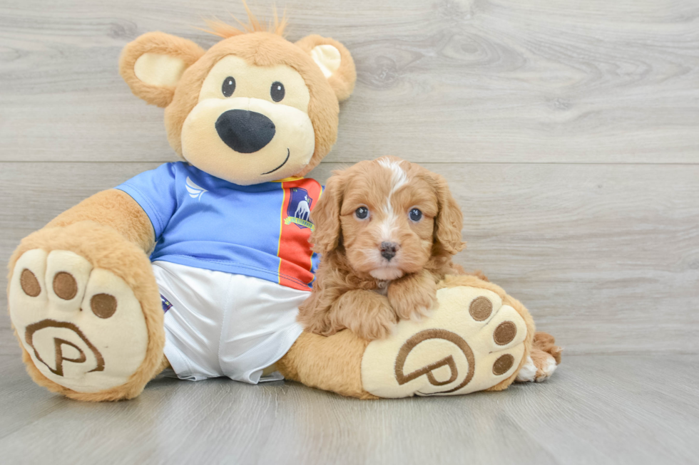 Cavapoo Puppy for Adoption