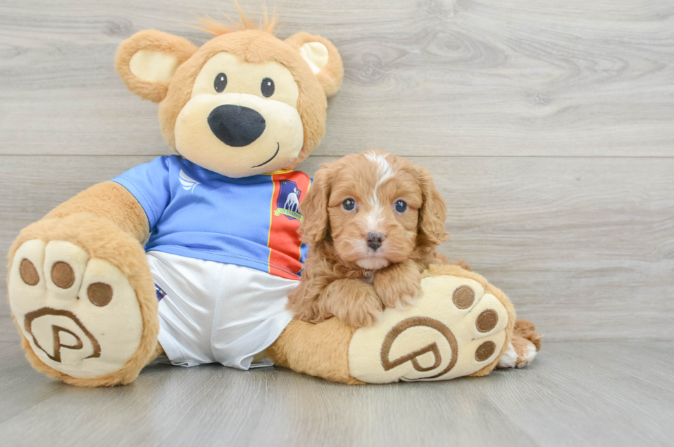 5 week old Cavapoo Puppy For Sale - Simply Southern Pups