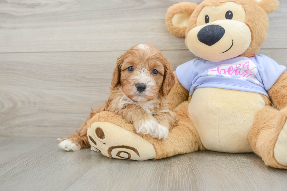 Energetic Cavoodle Poodle Mix Puppy