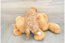 Cavapoo Puppy for Adoption