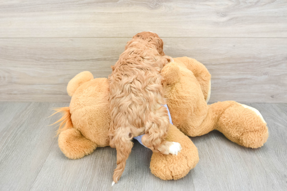 Cavapoo Puppy for Adoption