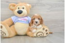 Petite Cavapoo Poodle Mix Pup