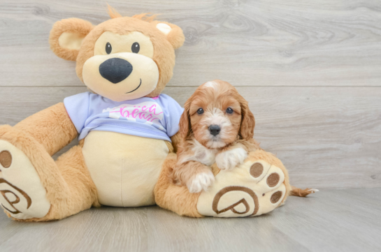 Petite Cavapoo Poodle Mix Pup