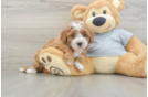 Cute Cavapoo Baby