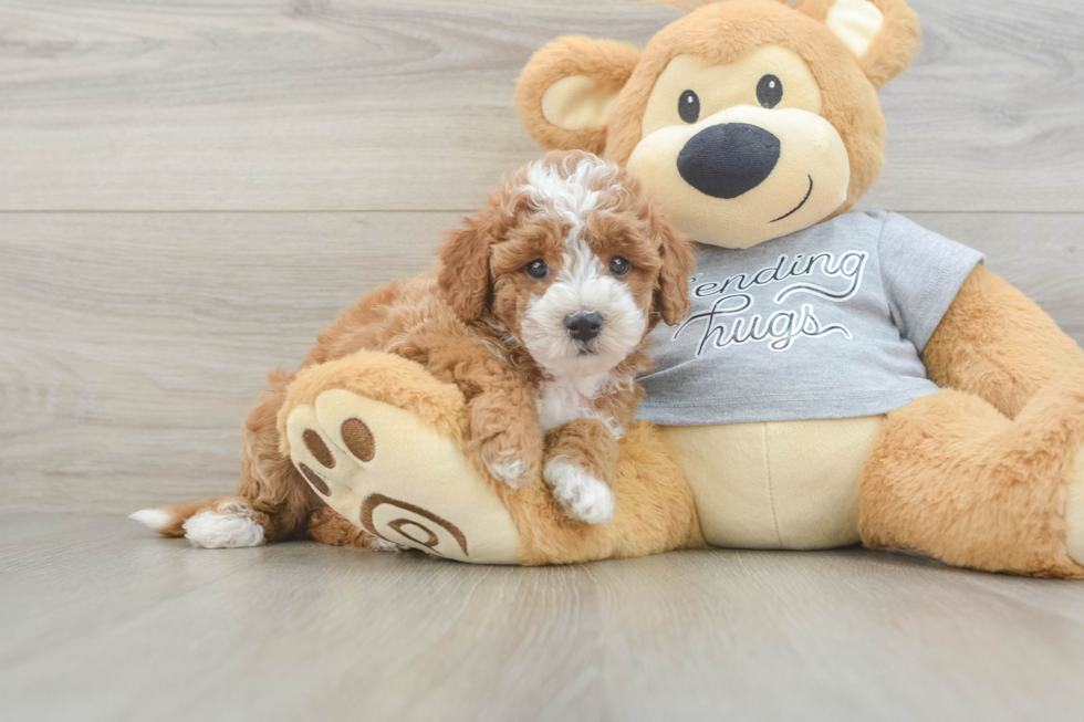 Cute Cavapoo Baby