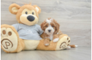 Cavapoo Puppy for Adoption