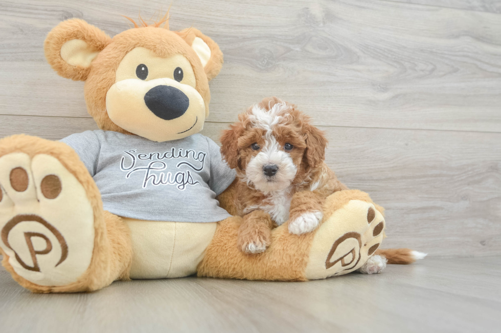 Cavapoo Puppy for Adoption